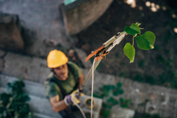 Best Tree Trimming and Pruning  in Twin Lakes, VA