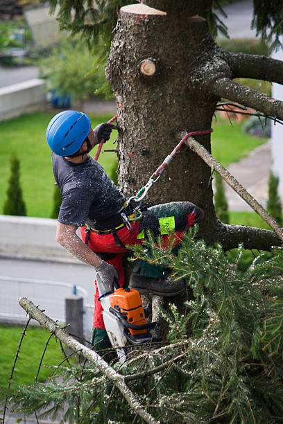 Best Tree Health Inspection  in Twin Lakes, VA